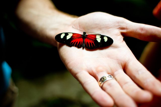 Hand Butterfly Cherish